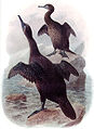 Phalacrocorax harrisi