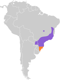 Distribuição da tesourinha-da-mata na América do Sul