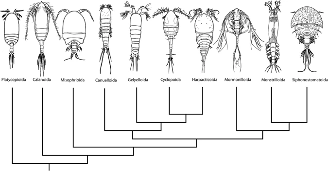 Fix:Phylogram of copepod orders, Khodami et al., 2017.webp