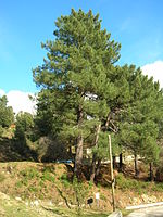 Maritine pine trees