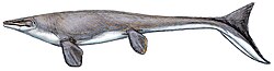 Life restoration of a mosasaur (Platecarpus tympaniticus) informed by fossil skin impressions Platecarpus tympaniticus.jpg