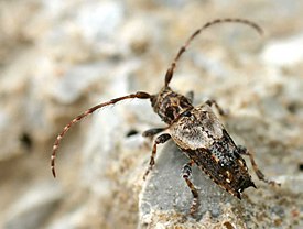 Pogonocherus hispidus