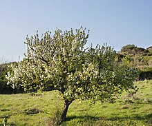 Pyrus amygdaliformis.jpg