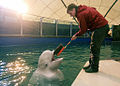 Le béluga et son soigneur au delphinarium du zoo de Moscou.