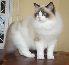 Ragdoll from Gatil Ragbelas.jpg