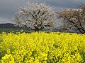 Vorschaubild der Version vom 03:26, 12. Mai 2017