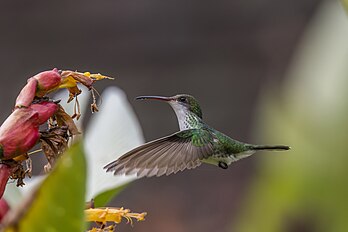 Fêmea do beija-flor Trochilus polytmus, uma ave endêmica da Jamaica. (definição 3 213 × 2 142)