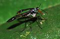 Mécoptère panorpidae