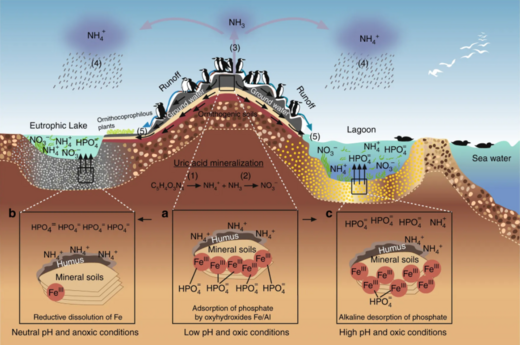 Seabird ornitheutrophication coupling.png