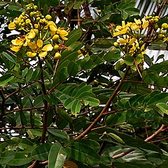 Bunga dan daun-daun johar, Senna siameaDarmaga, Bogor