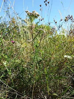 Pievinis auksveitis (Seseli annuum)