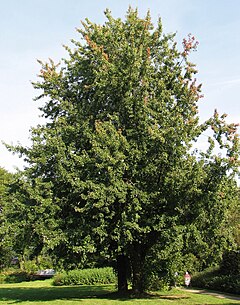 Silber-Ahorn (Acer saccharinum).jpg