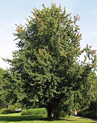 Sølvløn (Acer saccharinum) Foto: Darkone