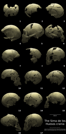 Cranium 14 as seen in the middle of the row second to the bottom.