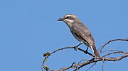 Miniatura para Tephrodornis affinis