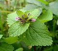 Stachys arvensis