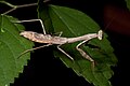 Stagmomantis carolina