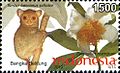 ID041.10, 5 November 2010, Flora and Fauna - species:Tarsius bancanus saltator & Palaquium rostratum