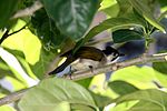 Formosan bulbul Taiwan Bulbul.JPG