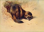 Thorburn Polecat.jpg