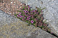 Thymus serpyllum 'Elfin'