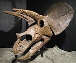 Horns of Triceratops