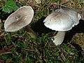 Tricholoma virgatum