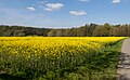 entre Bildechingen y Eutingen im Gäu, el campo de colza