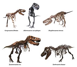 Tyrannosauridae.jpg