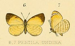 Liptena undina