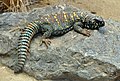 Spiny-tailed lizard (Uromastycinae)
