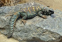 Uromastyx ocellata