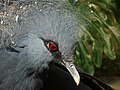 A close-up of the Aviary's Victoria crowned pigeon