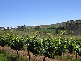 Виноградные лозы в долине Клэр.jpg