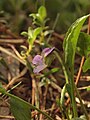 Viola chelmea syn hvileensis Orjen. 
 JPG