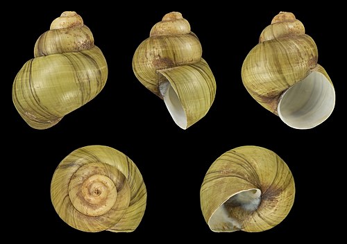 Five views of a Viviparus georgianus shell