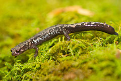 Description de l'image Weller's salamander on plants.jpg.