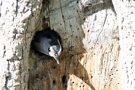 Flickr - photo d'un oiseau au nid