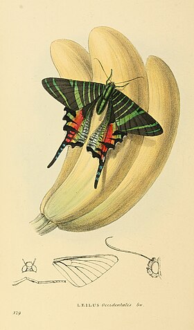 A extinta e bela mariposa Urania sloanus, única espécie jamaicana do gênero.