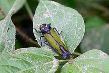 A zyzzogeton viridipennis (an insect) on a leaf