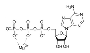 Biyolojide magnezyum için küçük resim