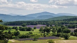 Puygiron and its fields of lavender