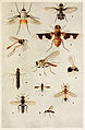 13-Indian-Insect-Life - Harold Maxwell-Lefroy - Bombyliidae Asilidae etc.jpg