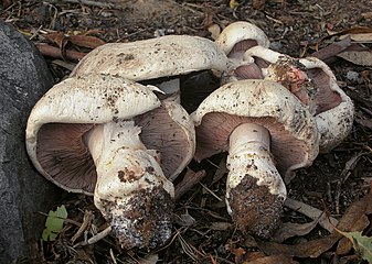 Salzwiesen-Champignon Agaricus bernardii