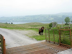 English: A solitary Shetland pony below the ca...