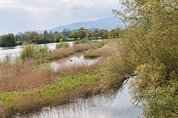 Blick vom Beobachtungsturm auf die Naturschutzinseln in der Aare bei Altreu