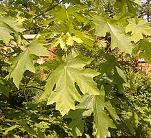 Bigleaf Maple foliage