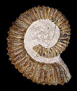 Aegocrioceras spathi (Protancyloceratoidea).