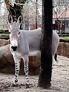 Âne sauvage d'Afrique.