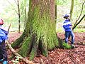 Eine etwa 250 bis 300 Jahre alte Eiche am Gänseweiher mit fast vier Metern Umfang.